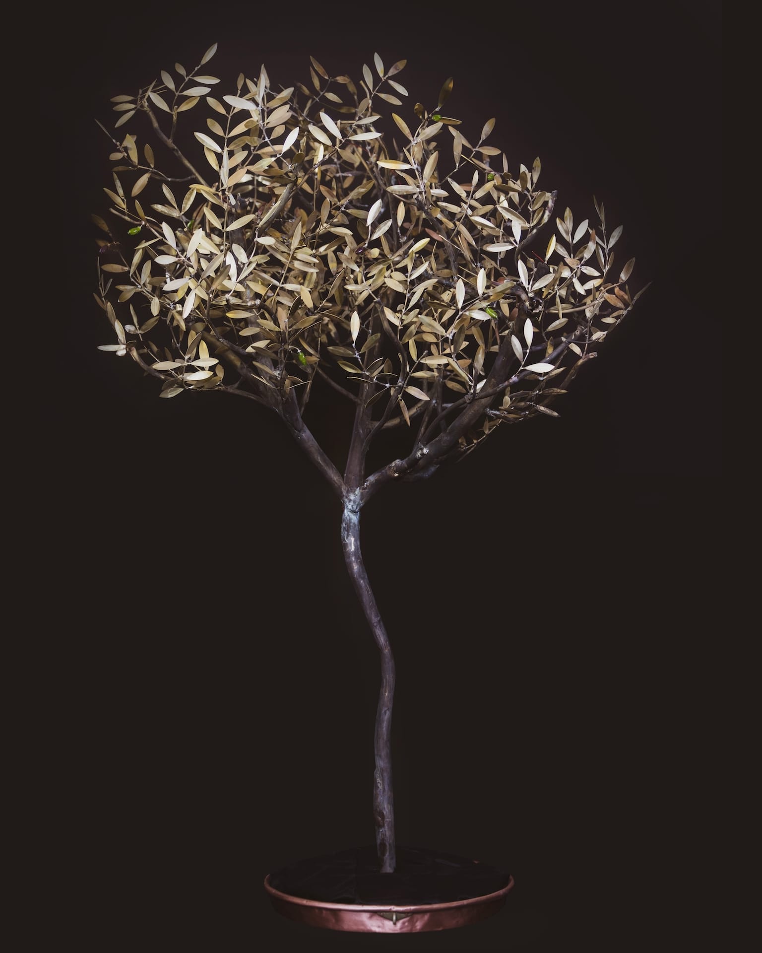 ulivo-pianta